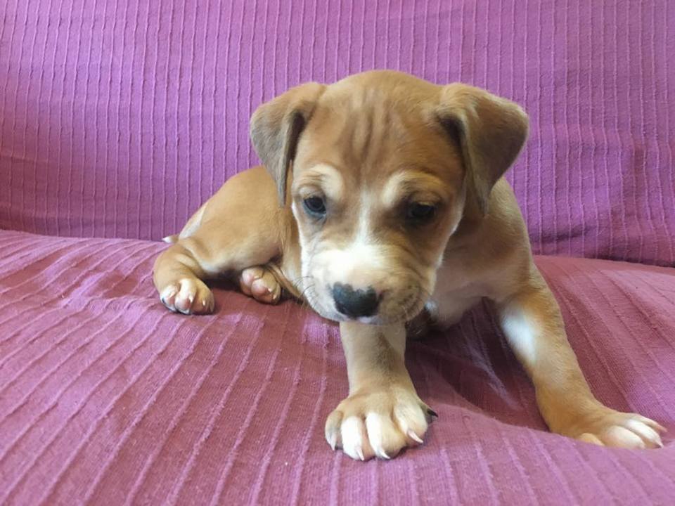 DifusiónAnimalesMD tweet media