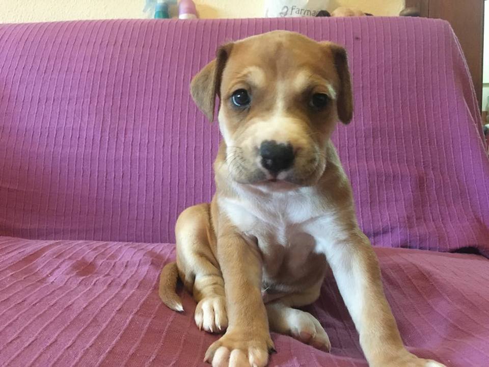 DifusiónAnimalesMD tweet media