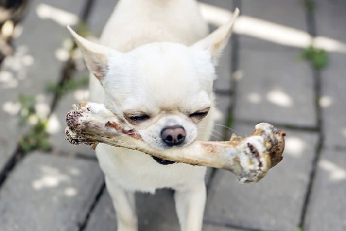 BETON_GAMES's tweet photo. New day! New life! Have you missed us? #dogslife #tweets #FunPalaces https://t.co/ElbgfuJsW4