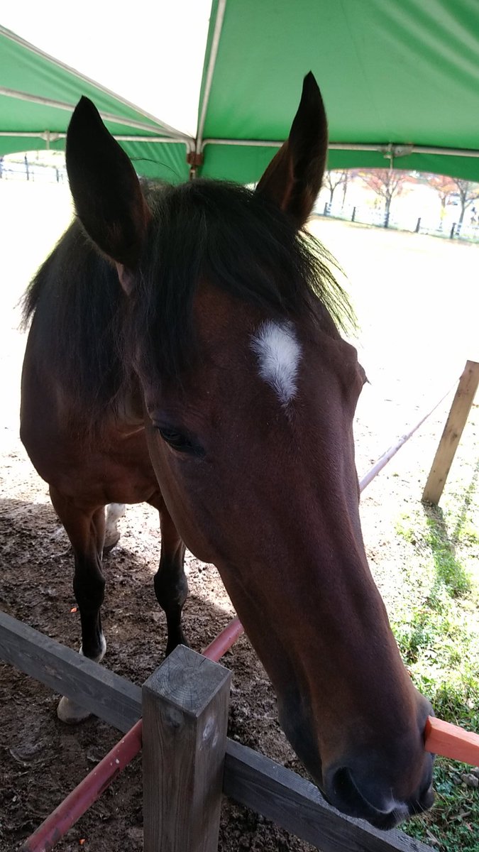 りりぃ در توییتر エタンダールの紹介を見て ディープインパクトの子だって すごいね 競走馬ってかっこいい 等と皆様惚れ惚れしてたね 笑 そして競走馬時代の紹介とか応援幕もあったし 素敵 愛されてるね