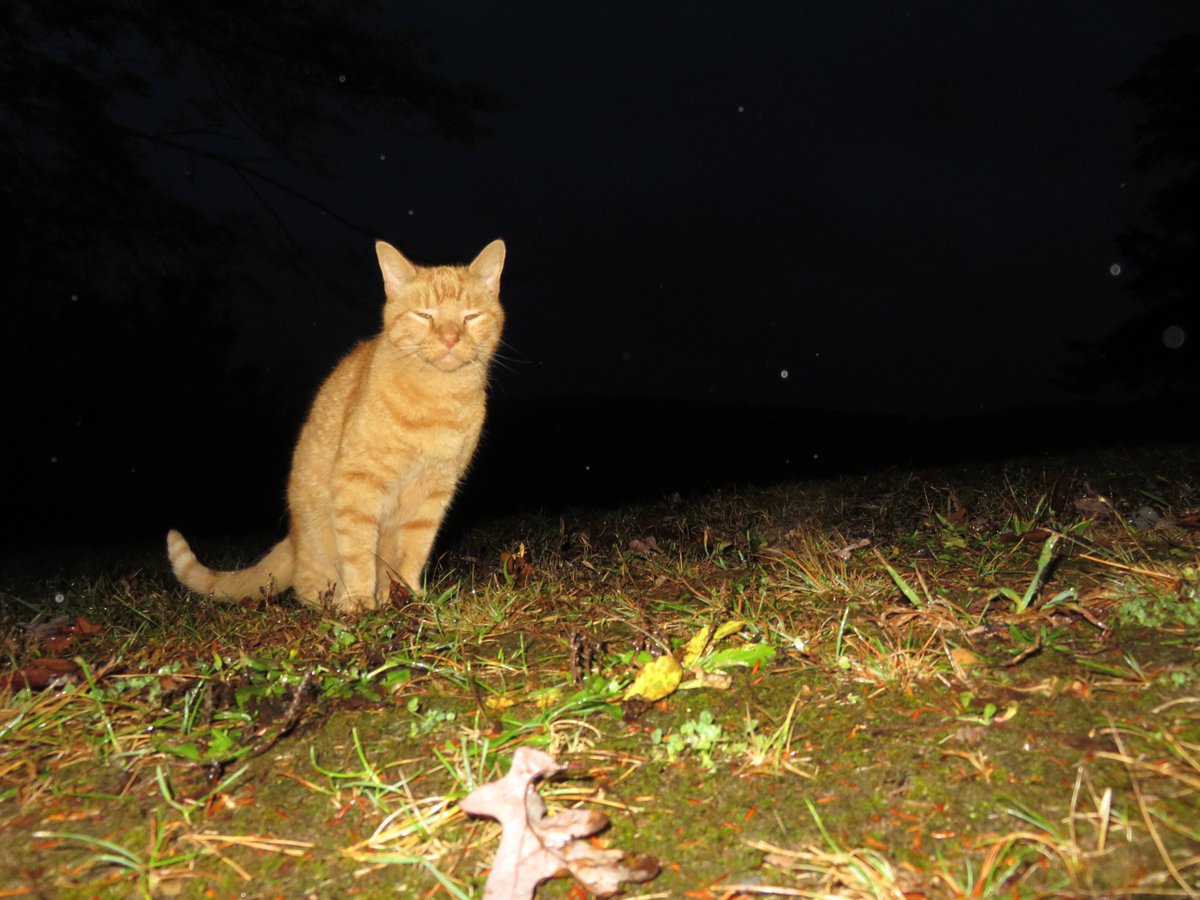 DennisB911's tweet photo. @WHSVChris Dark wet cloudy warm 70 Tony the @WHSVWeather cat reports from Basye, #Virginia Hurricane #NateUpdate brings #Shenandoah Co rain. https://t.co/URVTecCO7X