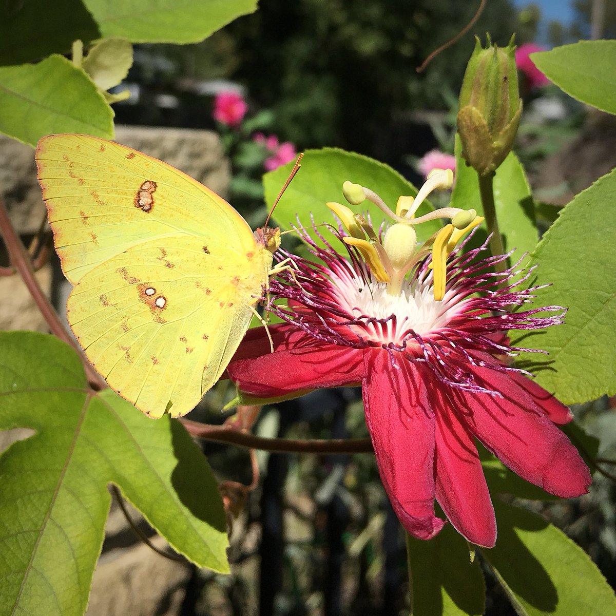 HortErotica's tweet photo. Magical Moment: Clouded sulphur butterfly (Colias philodice) and Passiflora ‘Lady Margaret’. #InMyGarden #Lepidoptera #Passifloraceae https://t.co/l84b7TZdY3