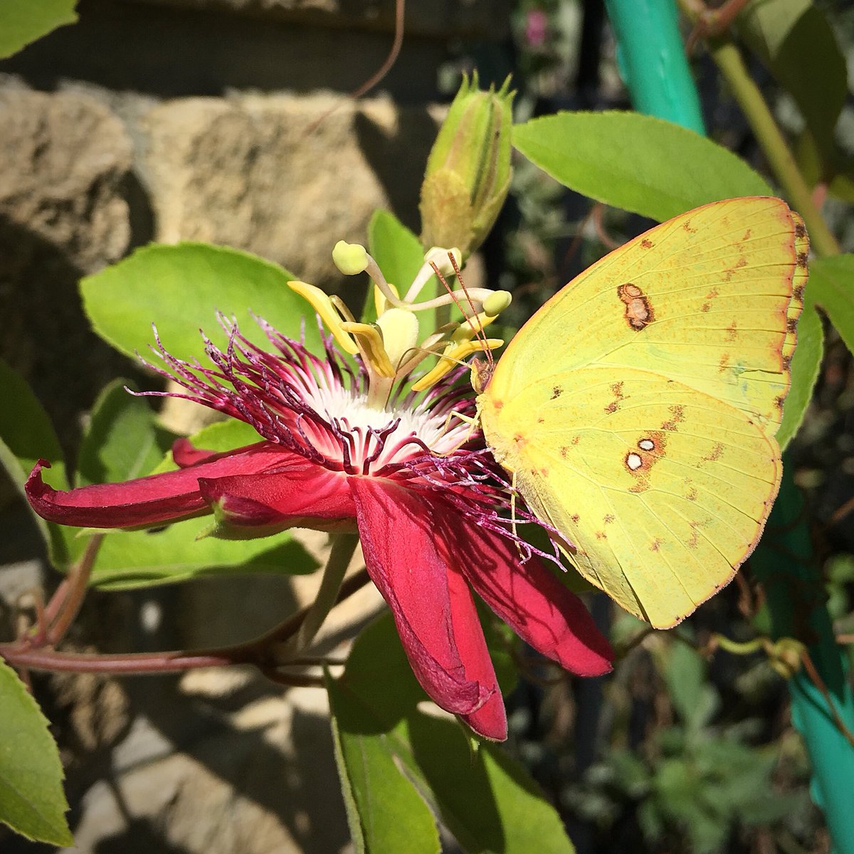 HortErotica's tweet photo. Magical Moment: Clouded sulphur butterfly (Colias philodice) and Passiflora ‘Lady Margaret’. #InMyGarden #Lepidoptera #Passifloraceae https://t.co/l84b7TZdY3