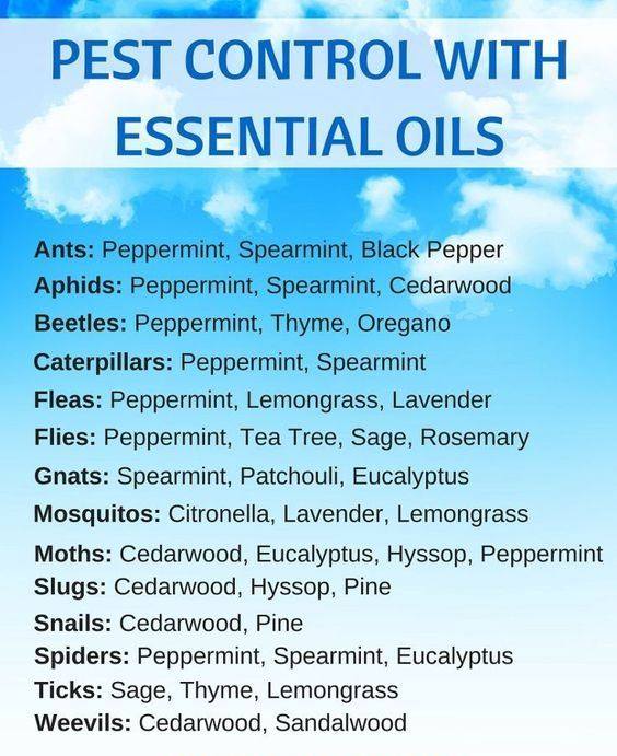Use essential oils to repel and remove pests such as bugs, insects, and spiders from your home and garden. 

#AncientMantraNaturals