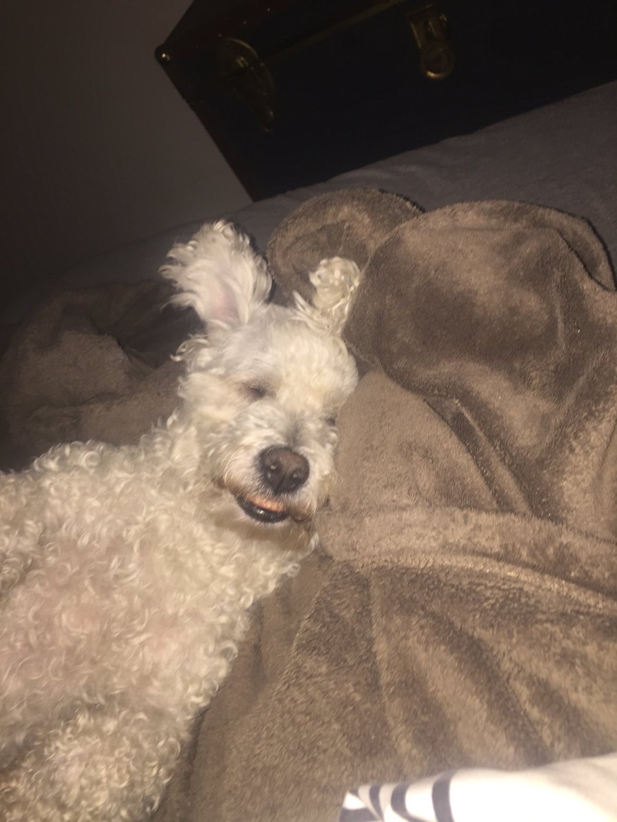 hildakhanoom's tweet photo. Too early to wake up🐩😴😀.                  #pashmac #vegas https://t.co/3EhK0zFCsu