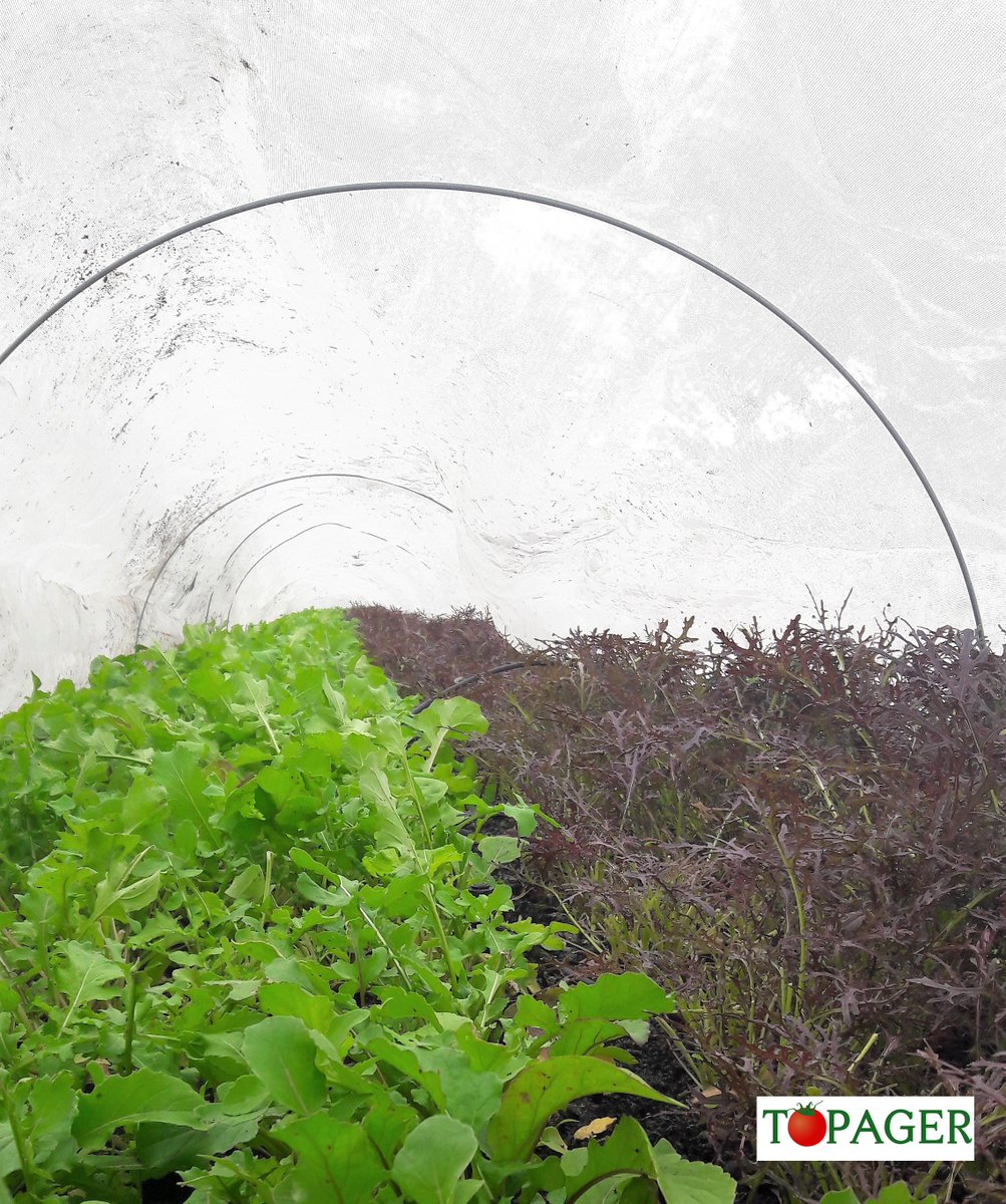 Topager's tweet photo. Bientôt l'heure de la récolte !
#mesclun #associationespaces #topager #culticime #potagerurbain https://t.co/65uh4jnVPx