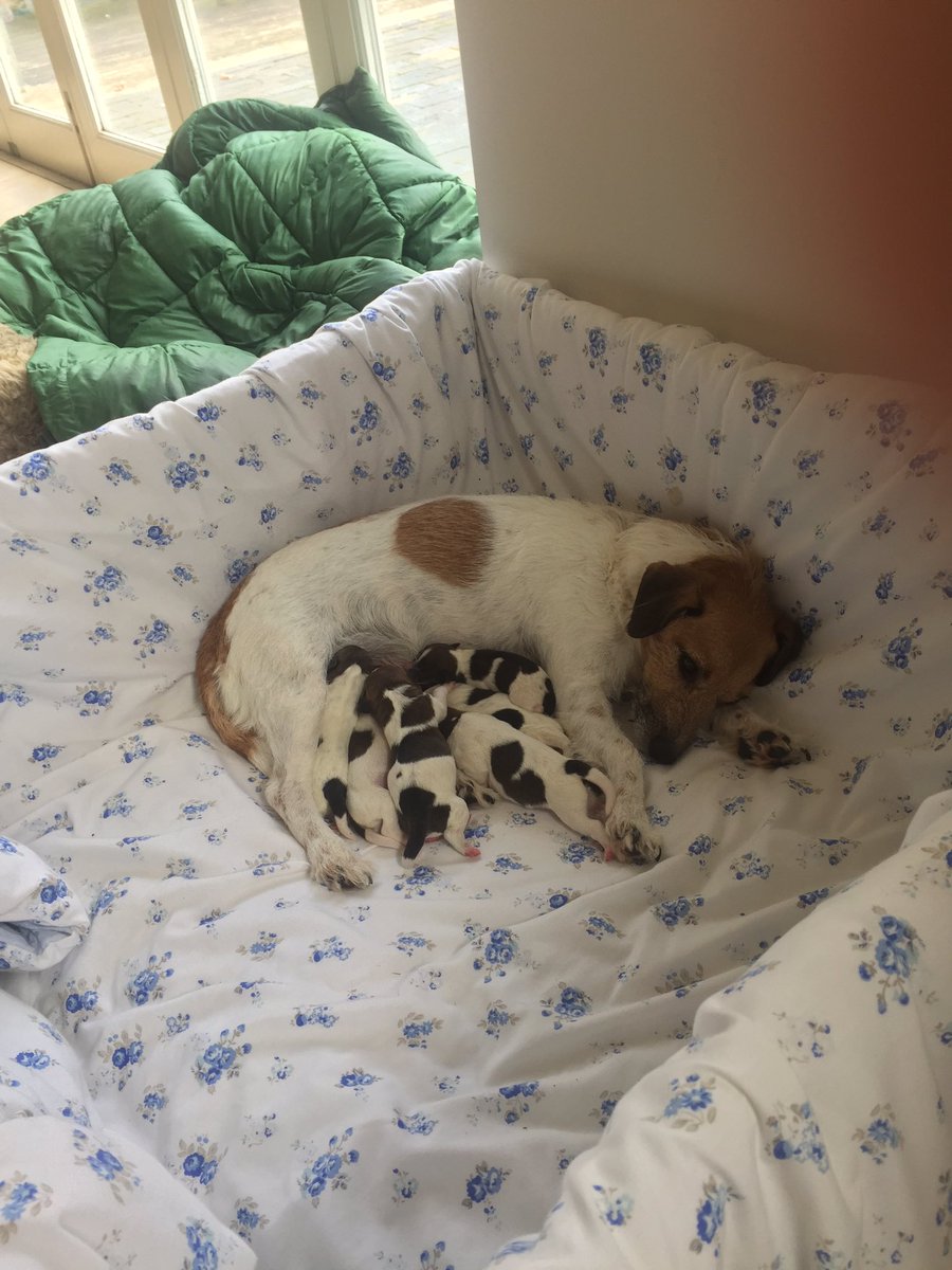 andrewjmobley's tweet photo. Lulu and her 6 puppies, born a few days early. https://t.co/F9zVylPPvJ