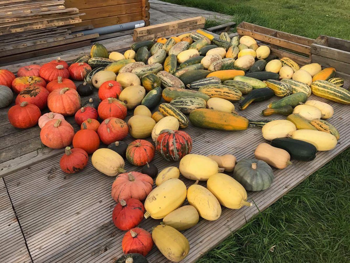 ourjob2's tweet photo. Sales Management Bfe has spent a great day gardening with the social entrepreneurs Jardin'âges et l'autre jardin asbl as a STB #ourjob2 #CSR https://t.co/kpPitQpmMB