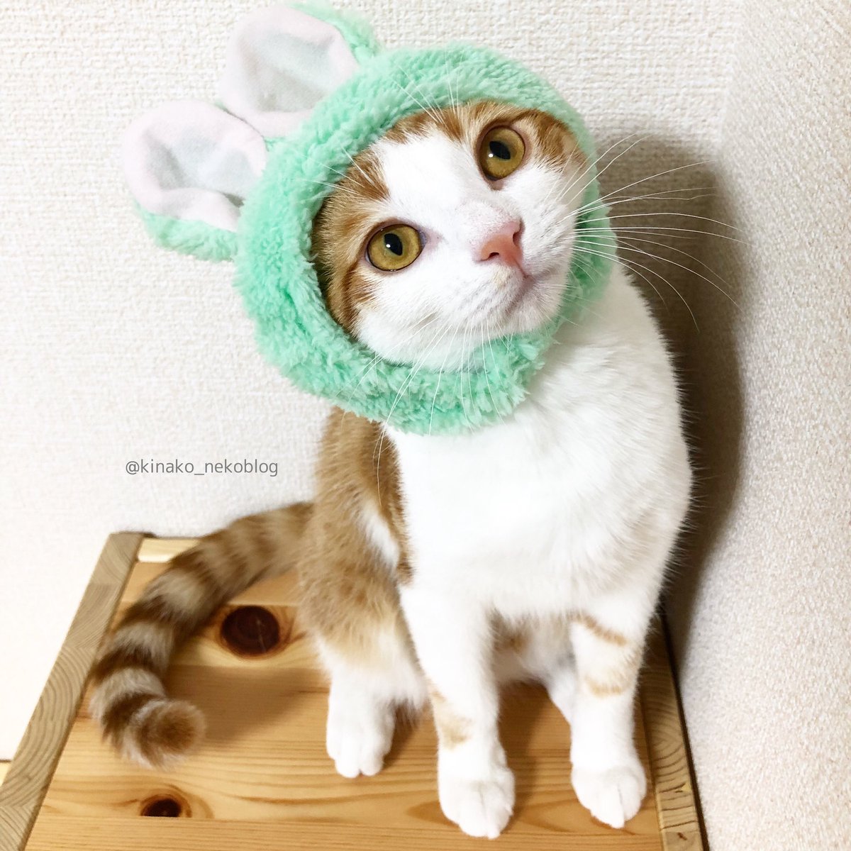 かわいいかわいいねこうさぎちゃん