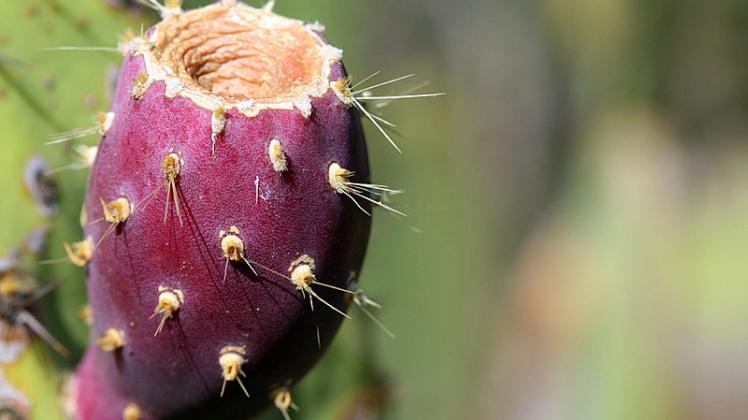 KCET's tweet photo. From Prickly Pear to Wild Cherry: Indigenous Foods of California https://t.co/oPqbXlg3Ga #TendingtheWild #CAcontinued https://t.co/rrcH1nPzdm
