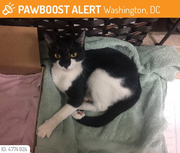 LostPetsDC tweet picture