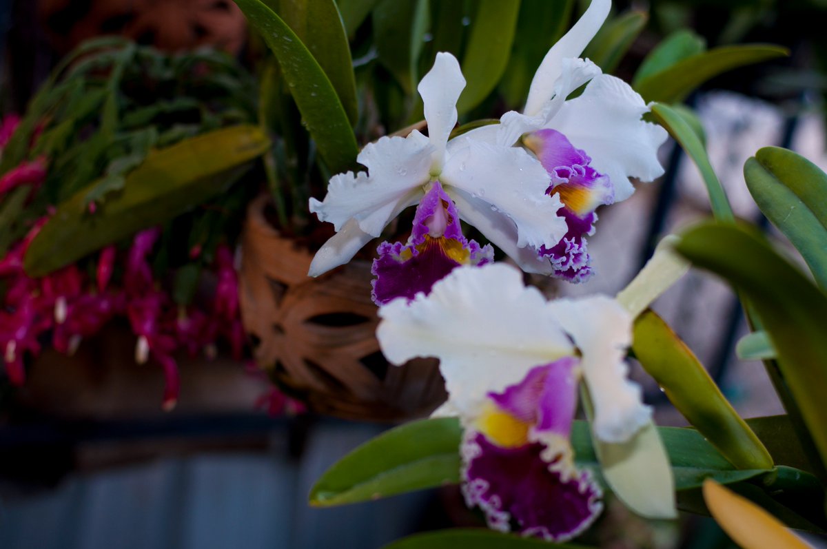 masterbpp's tweet image. 