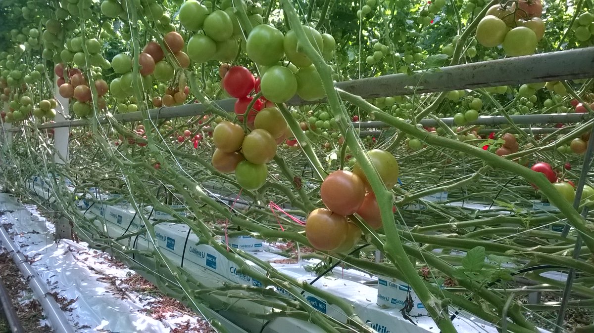 <a href="/SenbisNL/">Senbis</a> maakt o.a. composteerbaar tuinbouwtouw. Benieuwd naar hun verhaal? Bekijk de video! ow.ly/2UeG30fEE0P #Maakhetmee