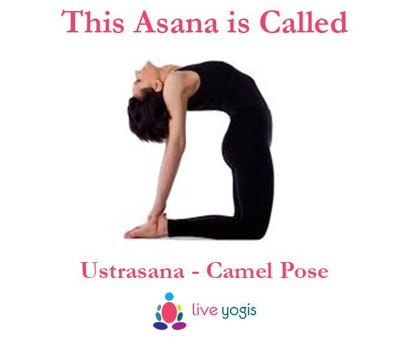 LiveYogis's tweet photo. Hello Yogis and Yoginis, the answer to last friday's question is "Ustrasana" or Camel Pose. #liveyogis #nametheasana #contest #ustrasana https://t.co/rCqbCZVq48