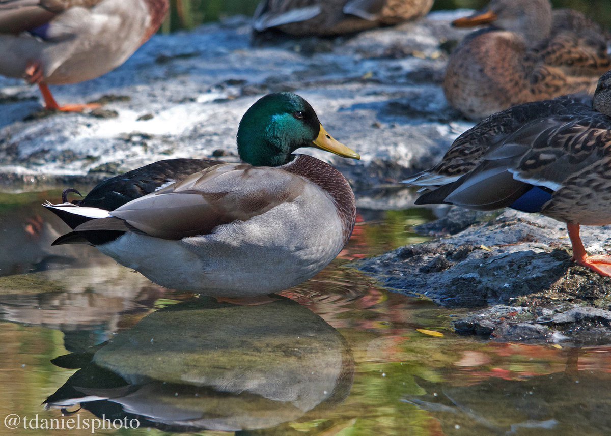 tdanielsphoto's tweet photo. Fall colours at #HighPack #Toronto @HighParkNC @ducanada @DUContario @WildlifeHCanada @lovescello @KPIvyJr #ThanksGiving cheers all https://t.co/bbjYnuThU6