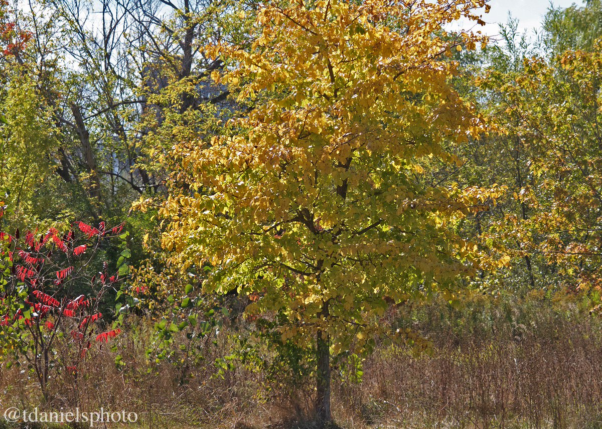 tdanielsphoto's tweet photo. Fall colours at #HighPack #Toronto @HighParkNC @ducanada @DUContario @WildlifeHCanada @lovescello @KPIvyJr #ThanksGiving cheers all https://t.co/bbjYnuThU6