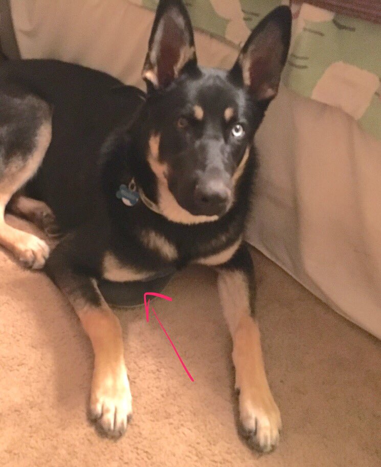 LeRoyTheTornado's tweet photo. Pilfered one of Mom's flip flops again.  Do you think it's well hidden? 🌪🐾🐾 #tornadowithteeth #MachinationMonday #dogsarelove #dogsarejoy https://t.co/JDH2mGZeDR