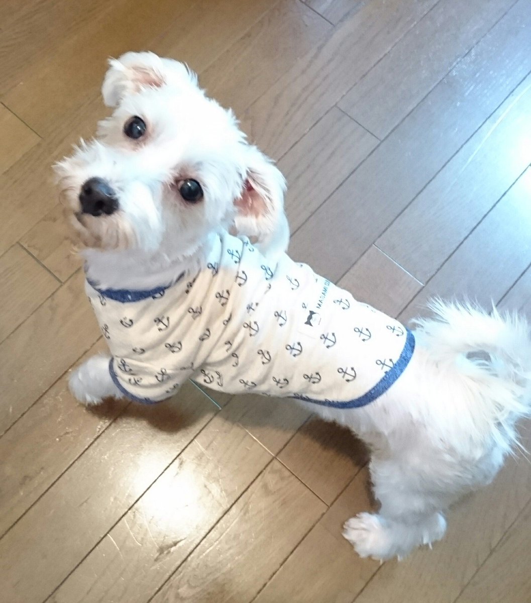 wesmami's tweet photo. たまたまハギレが綺麗に重な���てたのでそのまま裁断✂色違い🌟３枚一気縫い😁
そしてさらにもう一枚プラス👕⚓
ジャガーくん(ﾏｲﾐｼﾝの愛称)調子いいね👍
ミシンモード全開だぁ☺
#犬服
#ジャガーミシン https://t.co/C9cHj7dvsl