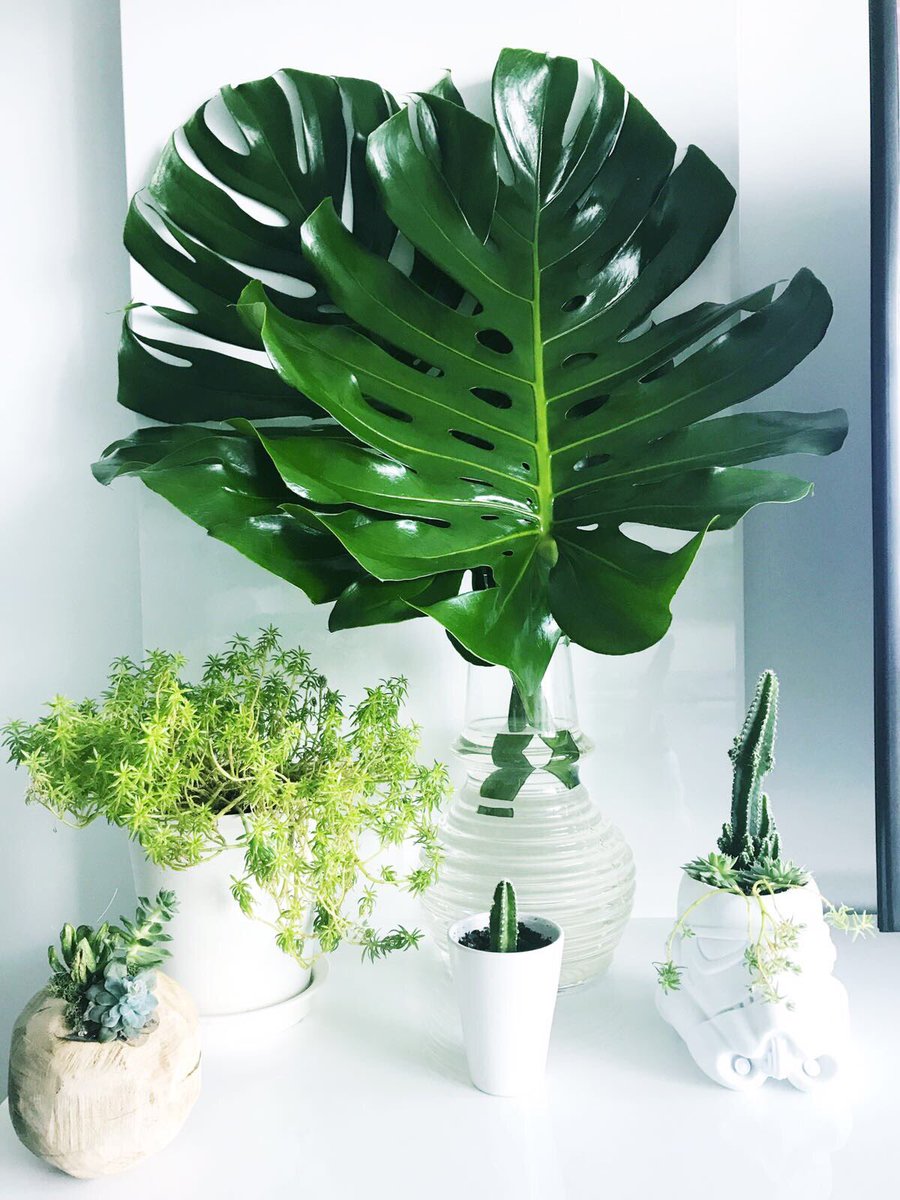 helloflowersmia's tweet photo. #Green is the new black! 🌱🌿🌵#Miami #SoHelloFlowers #PlantDesign #Plantastic #PlantLife #PlantHoarder #PlantStyling https://t.co/djGhvYH6Dw