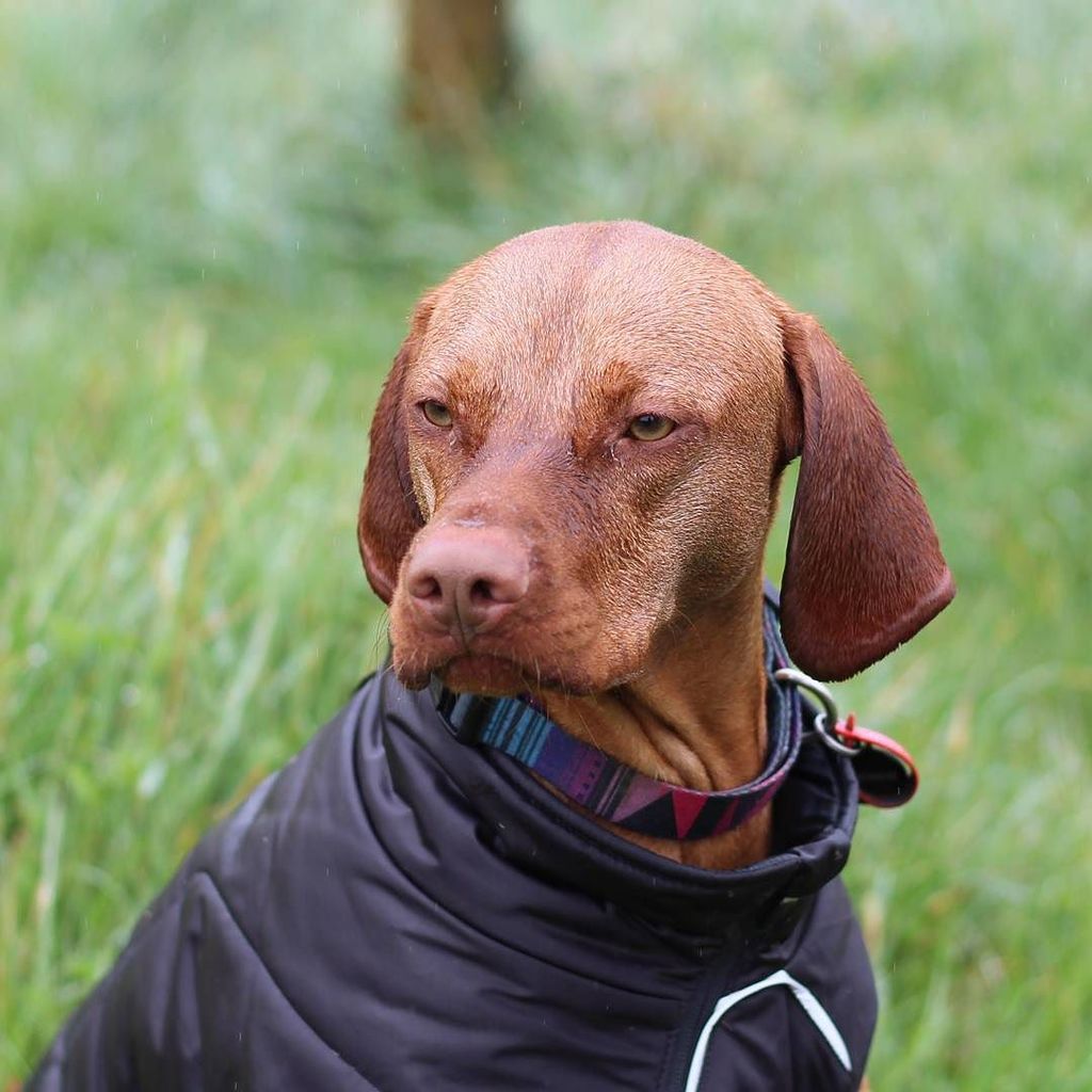 ollie_vizsla's tweet photo. I got caught in a spring shower 🌻🚿🌻 #soaked #wetdog #whenissummercoming https://t.co/7E5V2GPLjx https://t.co/MWI6pMhoGh