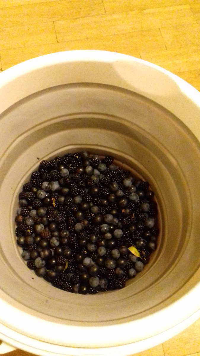 ChantelleSong's tweet photo. #HedgerowHarvest this evening at one of my favourite places. Sloes for gin/vodka & blackberries for wine #goldenAutumnEvenings #catApproval https://t.co/FULbH81Vdu