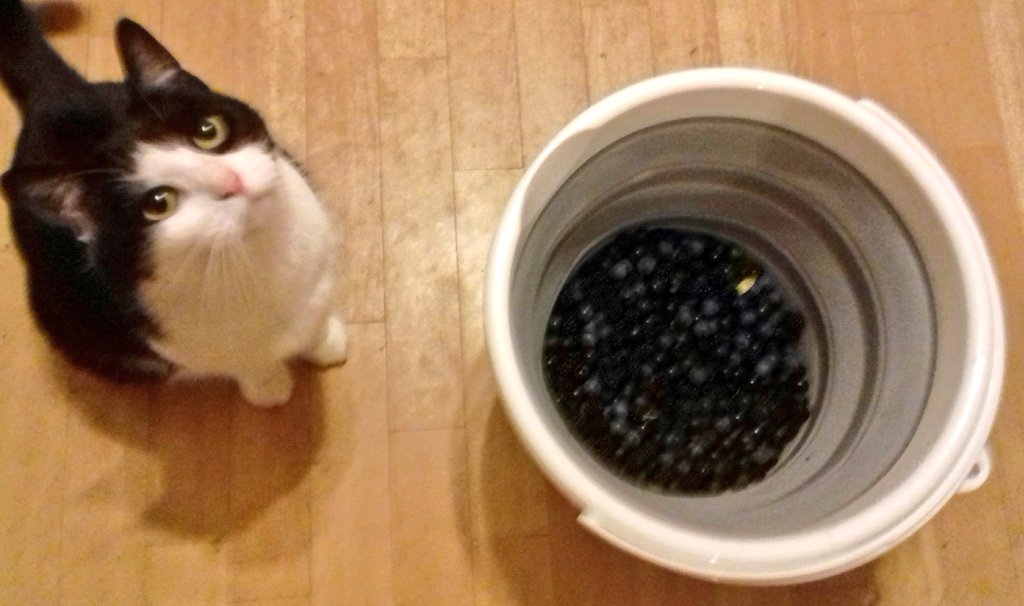 ChantelleSong's tweet photo. #HedgerowHarvest this evening at one of my favourite places. Sloes for gin/vodka & blackberries for wine #goldenAutumnEvenings #catApproval https://t.co/FULbH81Vdu