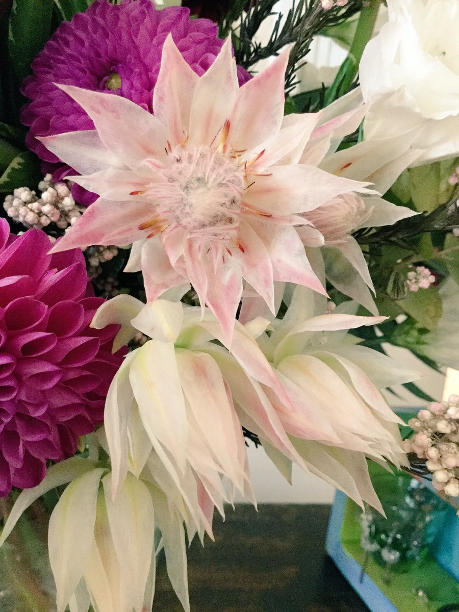 Myu 今週のお花のこの花がキレイ 調べたら セルリア フロリダ Blushing Bride ウエディングブーケによく使われるそう 花の名前は全然詳しくないから 少しずつ覚えたいなぁ 固有名詞超苦手