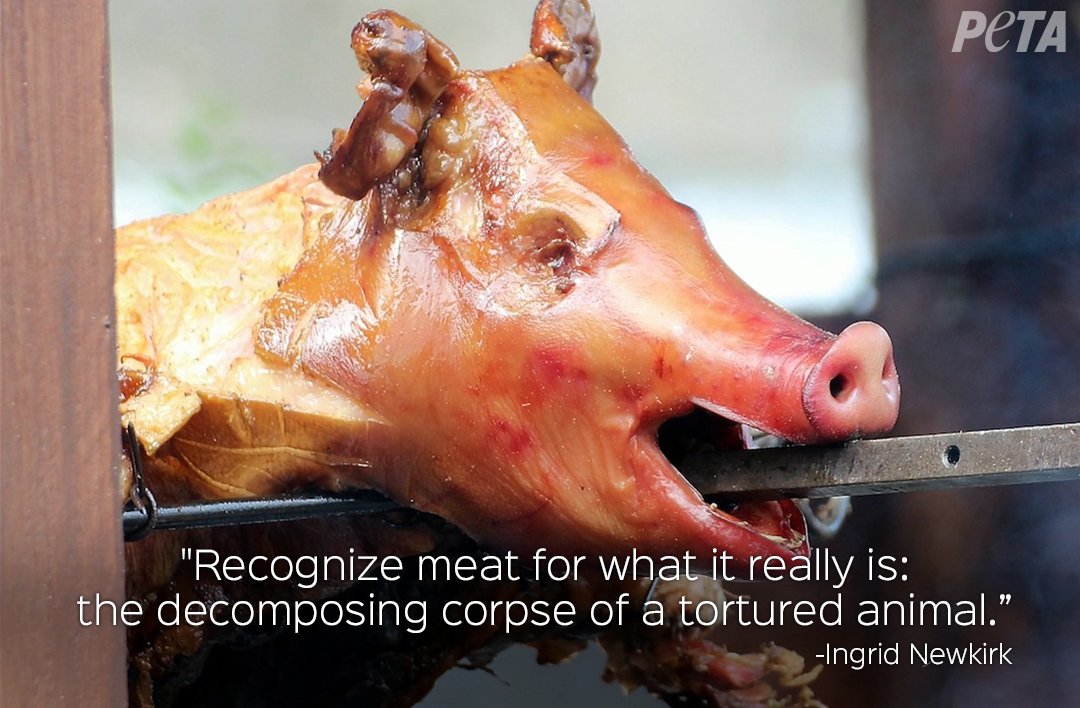 peta's tweet photo. #ReasonsToGoVegan https://t.co/XWdRfwGXQg