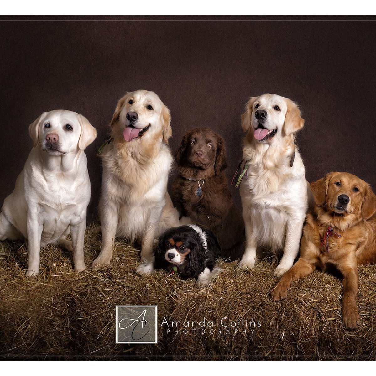 canineadvisory's tweet photo. #doggydaycarecentre #canineadvisory #amandacollins

https://t.co/YraIaFVE9a https://t.co/a3sS1uMPQH