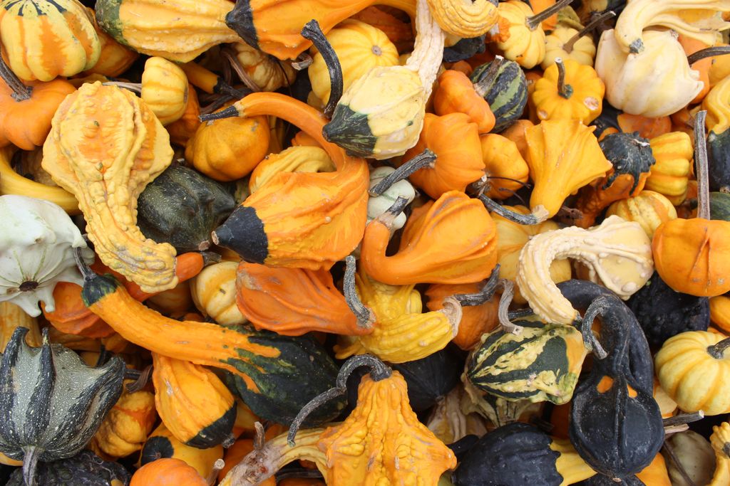 Farm_Network's tweet photo. Happy Thanksgiving !  
.
.#hamilton #hamont #farmnetwork #thanksgiving #localfood #harvestseason https://t.co/msVNSkOj6d