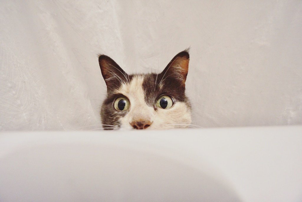 ChocoMooseImage's tweet image. Another Morning chocolatemooseimages.com/2017/10/09/ano…