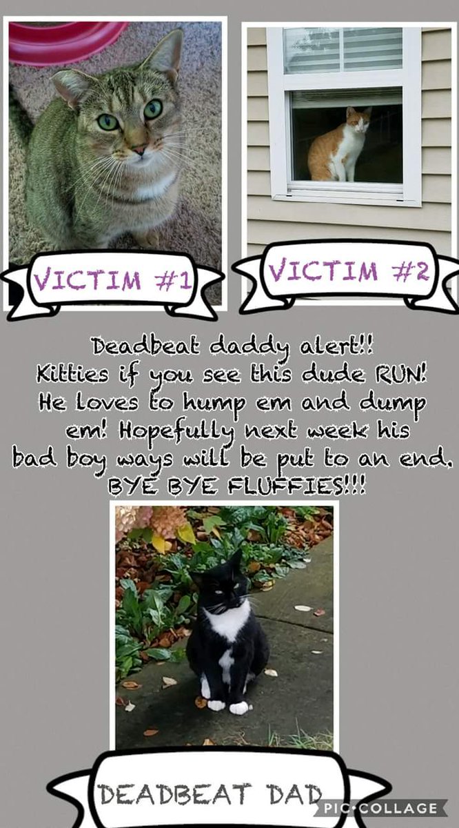 Project_626_'s tweet photo. @Project_626_   #spayandneuter
#feralcats #cats #funnymeme https://t.co/r7JRrHdKIP