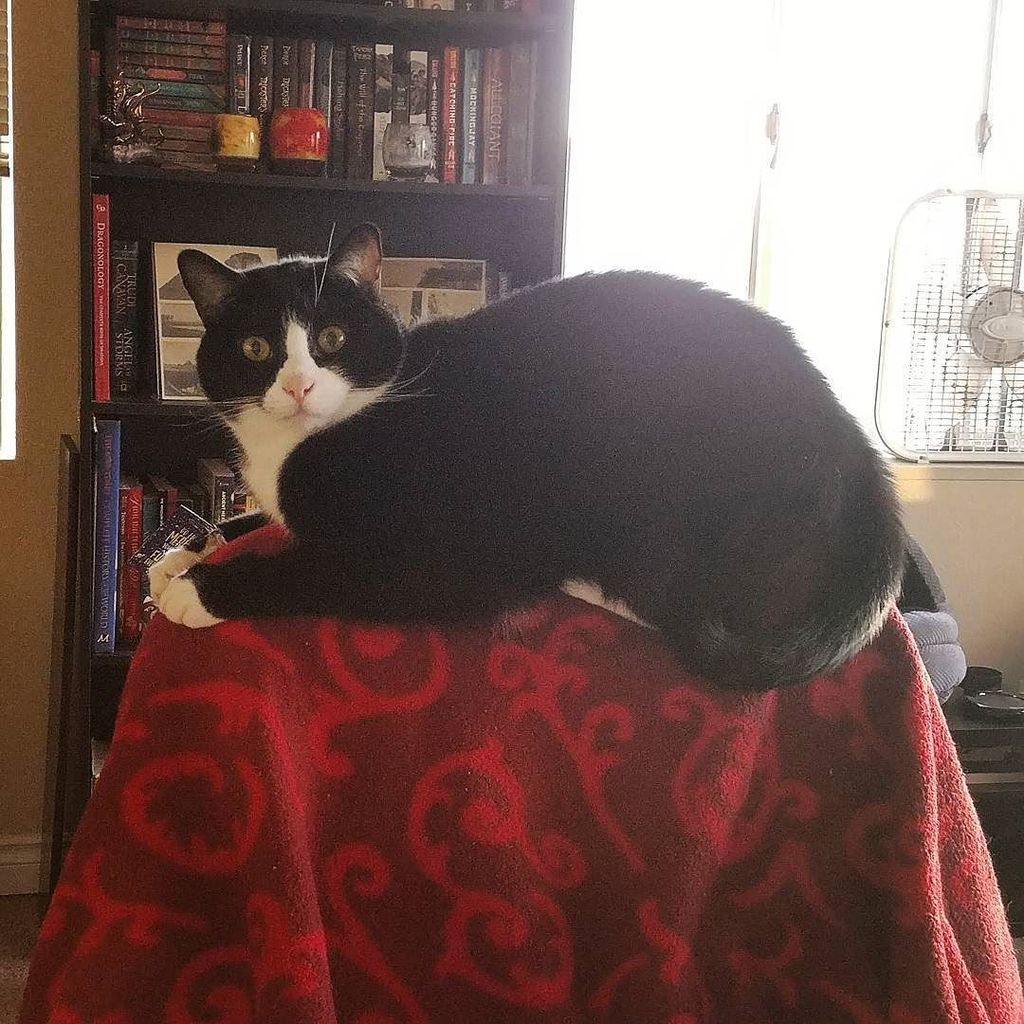 SiriCerasi's tweet photo. #TuxieProblems #CatLadyProblems #catsofinstagram https://t.co/JYN4M8waLX https://t.co/eWHKLCPOR3