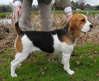 DogLostUK's tweet image. #REUNITED  CELESTE   AFTER POLICE CAMPAIGN MISSING SINCE APRIL 2017!  #DA2 #ScanMe #Reuniteddog   doglost.co.uk/dog-blog.php?d…