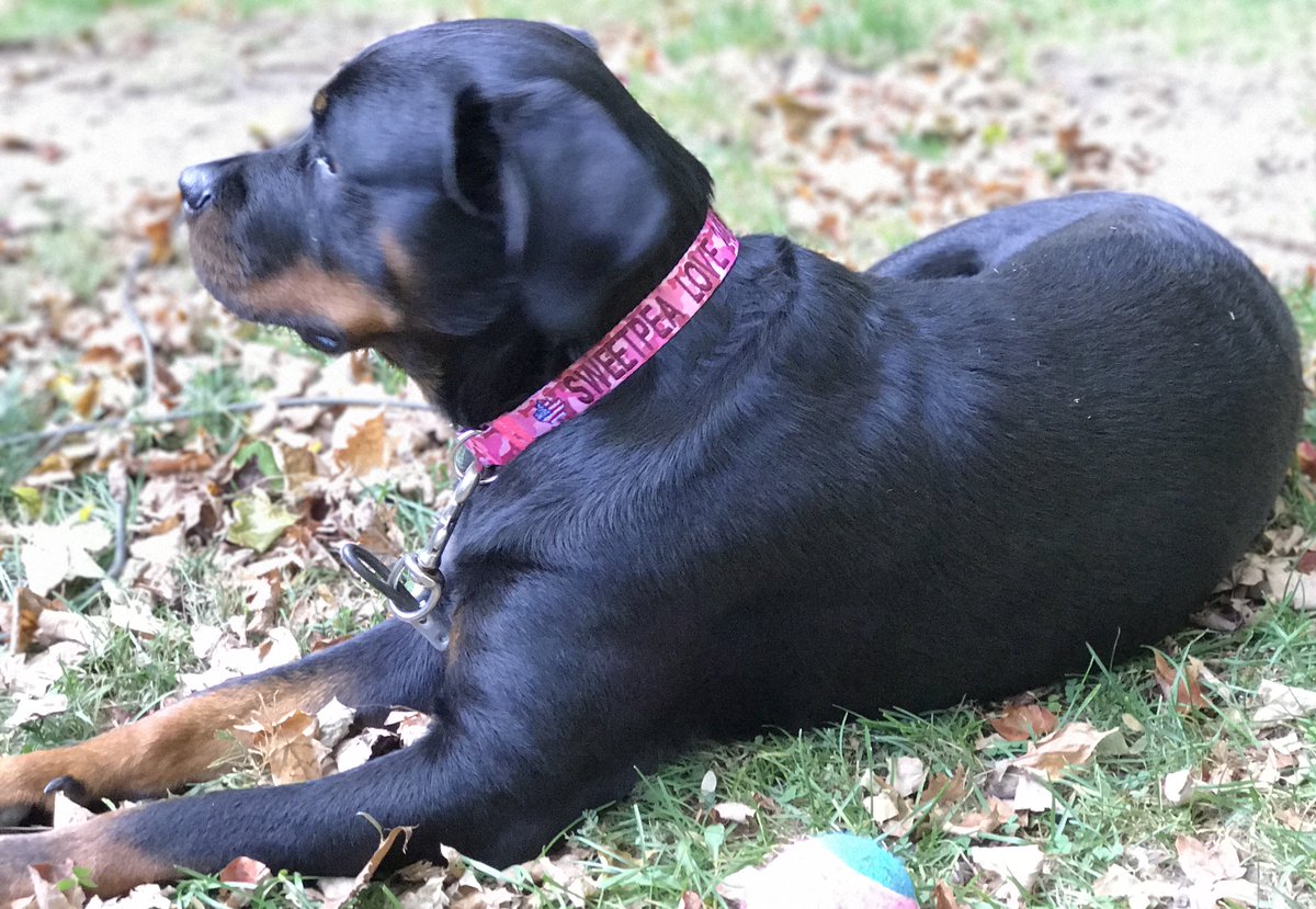 saleswisconsin's tweet photo. #sweetpea #dogcollar #custom #collarsrus #collarsUSA #customcollars #armynavy #northernsafari #welovedogs https://t.co/iMn0TPXsFi
