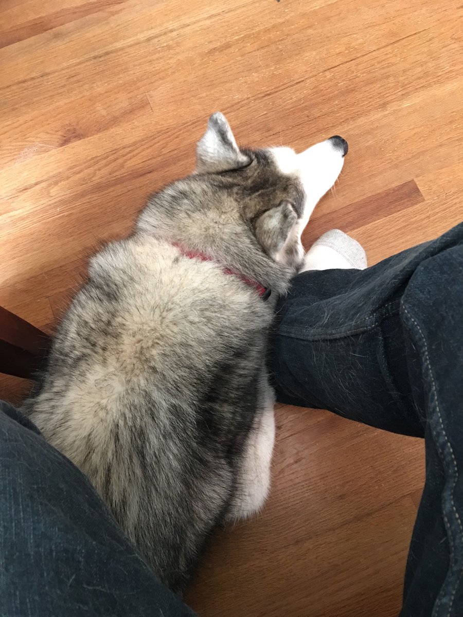 jac0520's tweet photo. Somebody is a little needy this morning. I'm not complaining though. #siberianhuskyproblems https://t.co/Kp0q2fNCWx