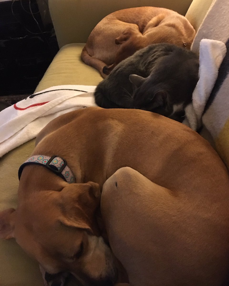 Breadchick's tweet photo. It's so hard to find good help that won't nap on the job... #coworkerprobs #catsanddogslivinginsin #bestofficeinworld https://t.co/G0bIq5cjWi