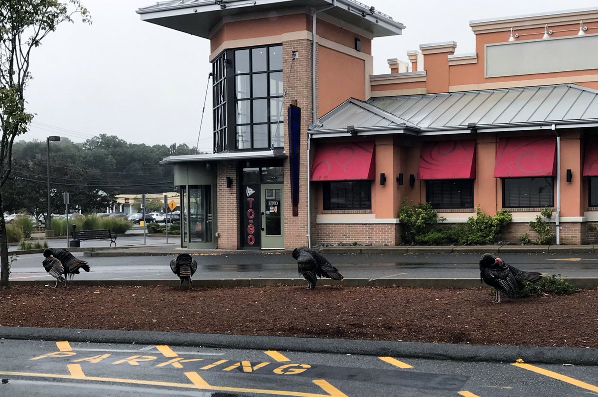 Looks like our 'townies' are waiting for UNOs to open for lunch! #loveourtownturkeys  #theygetaround #superstars