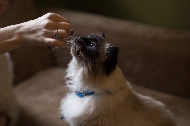 petdeliveryuk's tweet photo. Be careful when feeding your pets #humanfoods. Here’s a list of human foods toxic to #cats and #dogs. https://t.co/HUCoCIlrV1 https://t.co/9Ilqob5WJU
