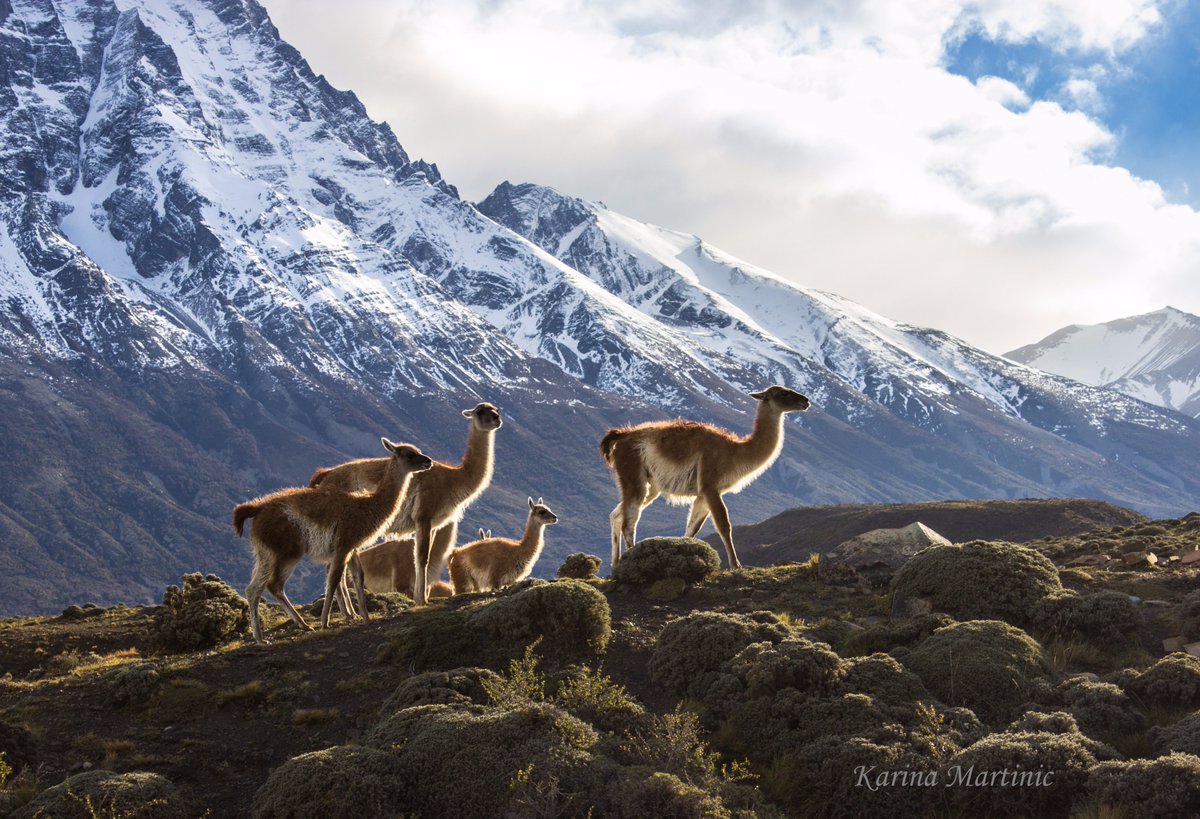 KarinaMartinic's tweet photo. Grupo de guanacos en Parque Nacional Torres del Paine, Chile. 
Foto tomada en Invierno, 2017. https://t.co/dtVDFMFslm