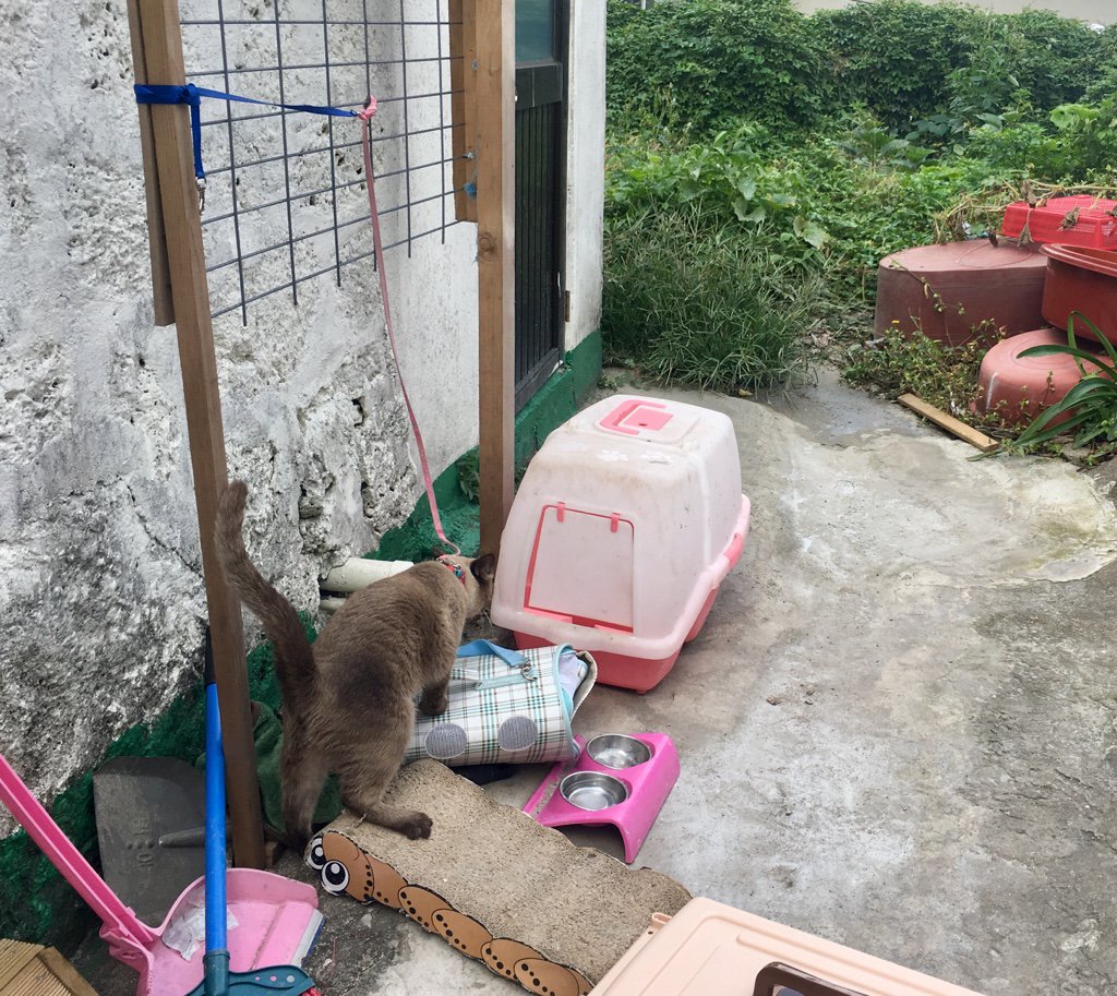 고양이가 묶여있던 환경과 우릴 보고 애처롭게 울어대던 모습이 밤새 눈에 밟힌 나는 천 번쯤 고민한 끝에 녀석을 입양하기로 하고 주인의 동의를 얻었다. 후배의 정성스런 도움으로 발톱을 깎고, 씻긴 후 녀석을 동물병원으로 데려갔다. 다행히 녀석은 건강했다