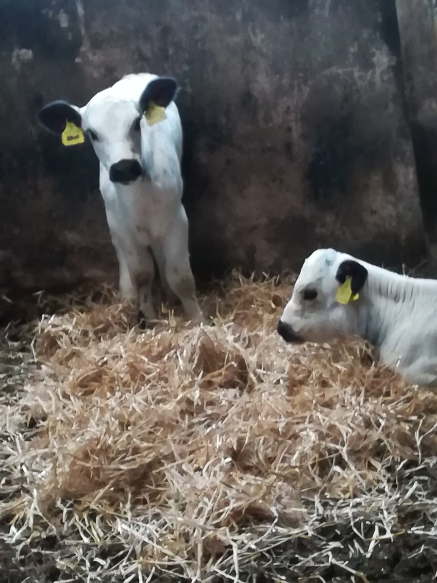 CloBo1897's tweet photo. Shrek and donkey the new belle isle additions #farming #calves #twinheifers #lucky https://t.co/r7n60hON7v