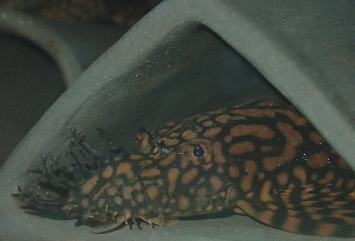 HappyPleco's tweet photo. #Ancistrus sp. "Rio Paraguay", young male.
#bristlenose #pleco https://t.co/8ZEo312fea