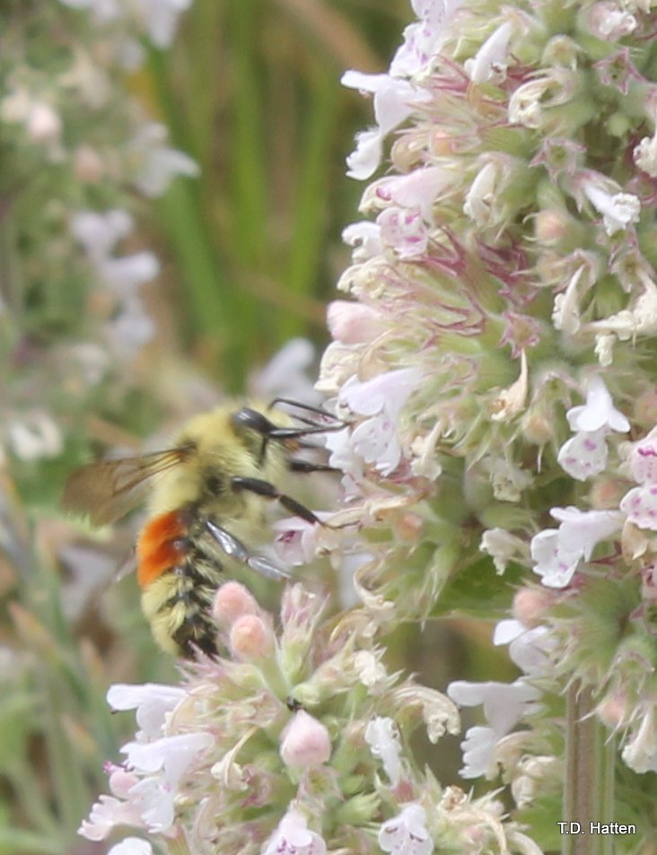 InvertEco's tweet photo. Few more pics from catchfly-pollinator plots during July 2016. Contact us for help with pollination studies.

https://t.co/ymYgOlVTeS https://t.co/GcaaObEw5Q