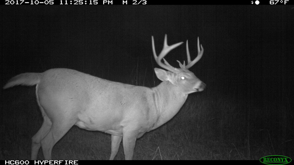 The best Kansas buck I have on camera yet. Weird year. Won’t score but mature deer!
