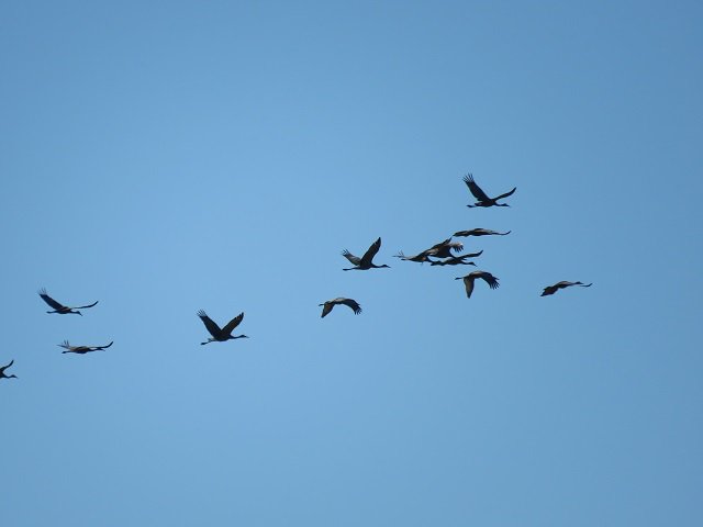 visitbrainerd's tweet photo. Check out this week's birding report for the Brainerd area. https://t.co/Br9tMxmd2r Photo: Sand Hill Cranes. #VisitBrainerd #Birding https://t.co/GAHvq1wb3Z