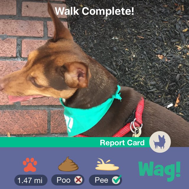 Just finished a dog walk on Wag! Use my code "CHRISTOPHER0975" for $101 of FREE Wag! credit! app.adjust.com/2m4vhs