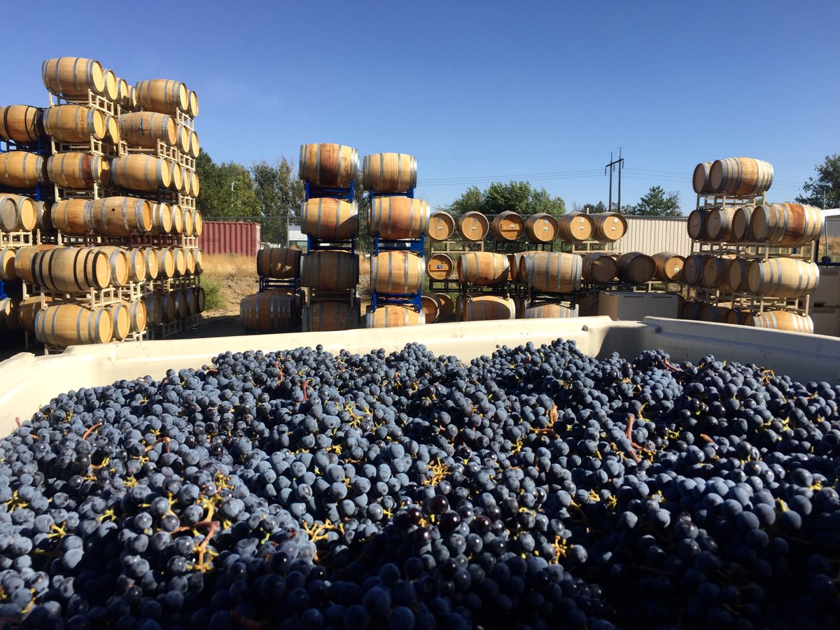 XtheGrape's tweet photo. Alexander the Grape's #CabernetSauvignon #2017Vintage #KlipsunVineyard #RedMountainAVA #XtG https://t.co/zYBvfkJeHR