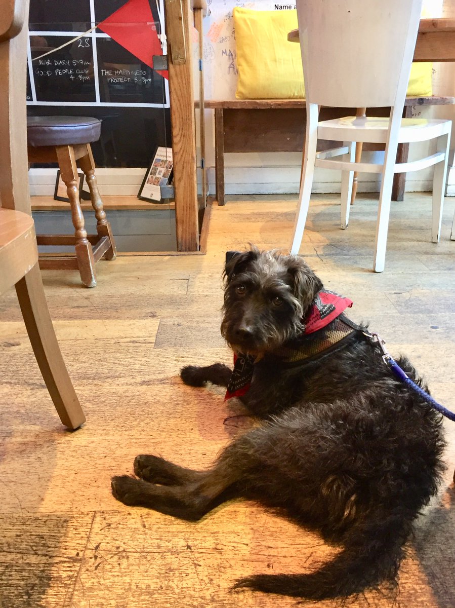 BuddyDoggy's tweet photo. I went to @TheCanvasCafe in that there London with my humans and it was GREAT ! @dogsincafes #dogfriendly https://t.co/wZYLOaW0rf
