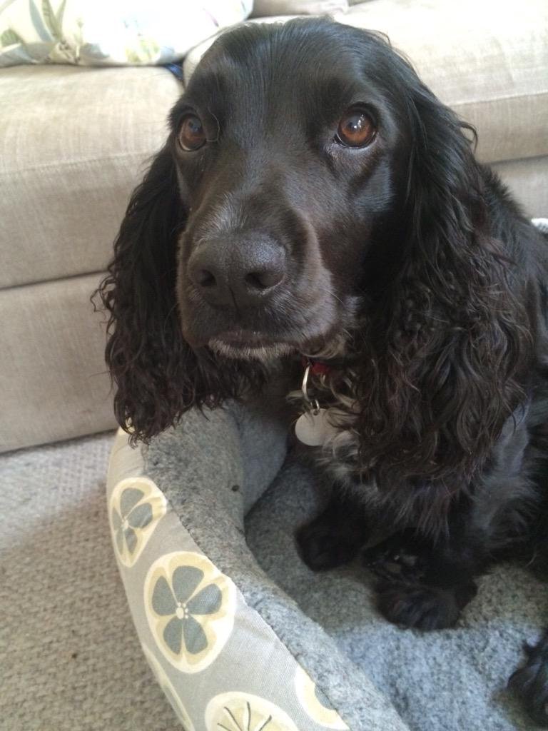 PoppyandRufus's tweet photo. Remembering the gorgeous Poppy on this very sad day. Lots of happy memories to treasure xx https://t.co/blDr19PZdZ